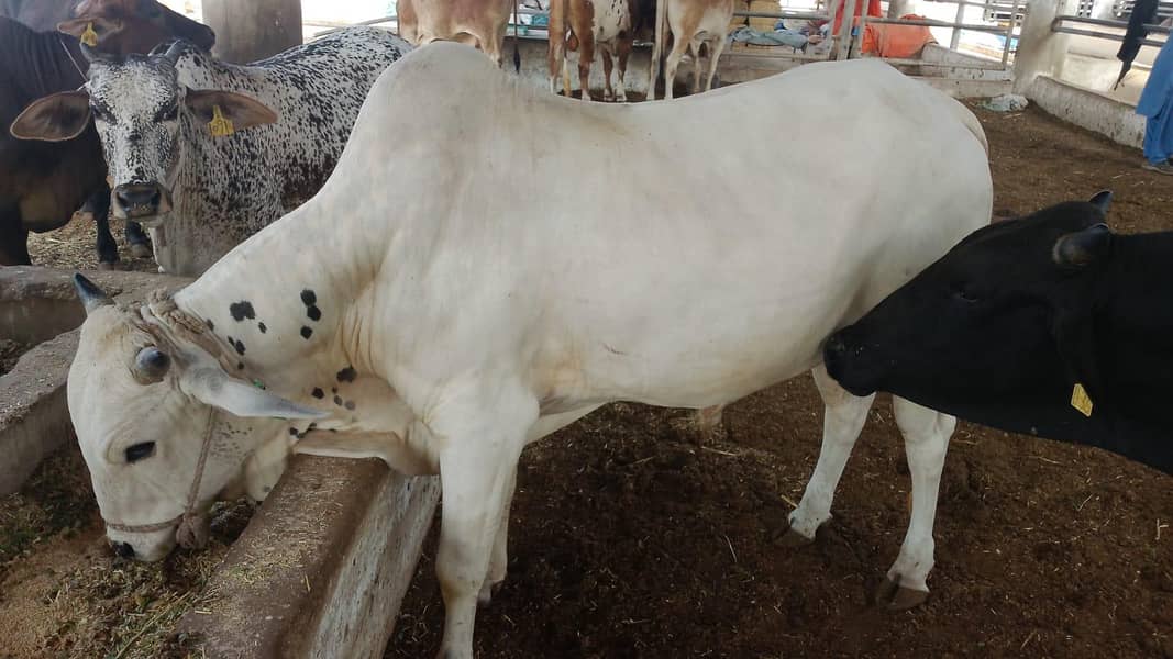 ماشاءاللہ bull 5