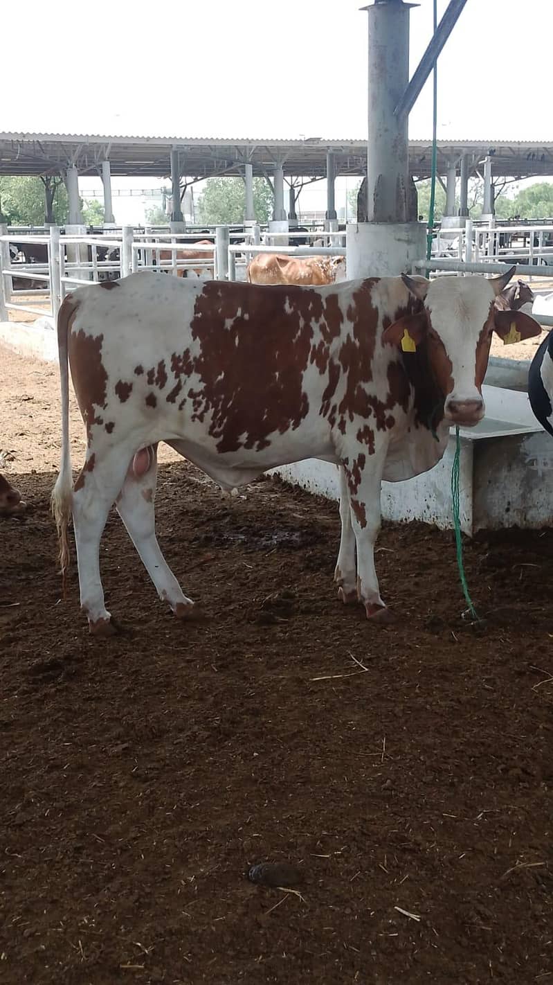 ماشاءاللہ bull 6