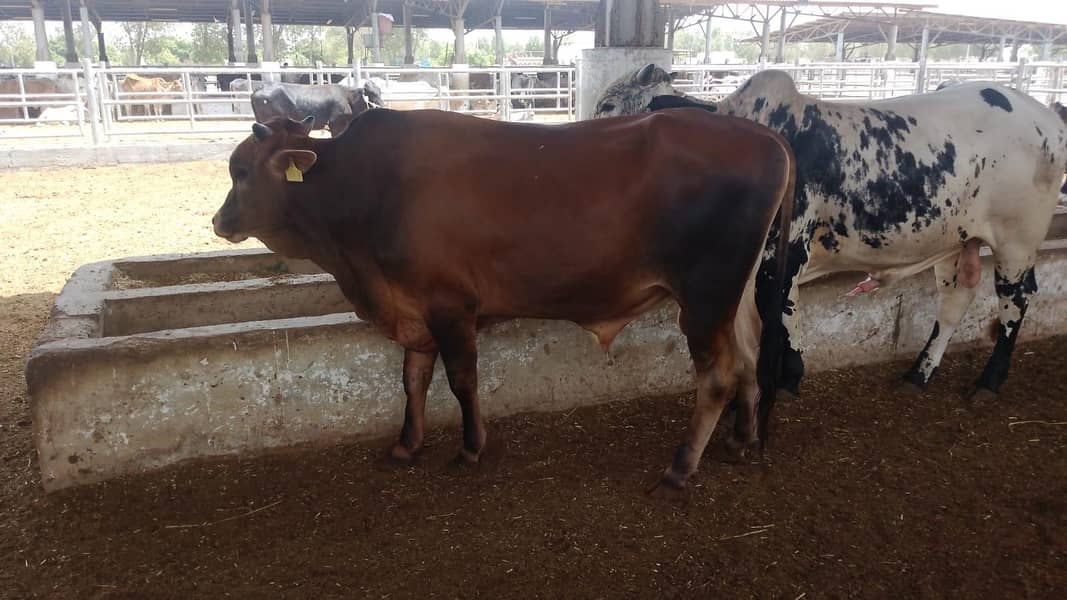ماشاءاللہ bull 7