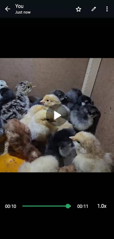 heera aseel chicks