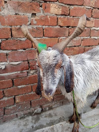 Pahari Bakra