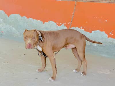 Male Pitbull Dog For Sale