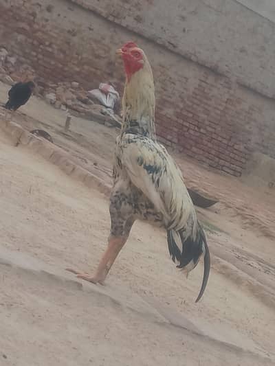 chena patha