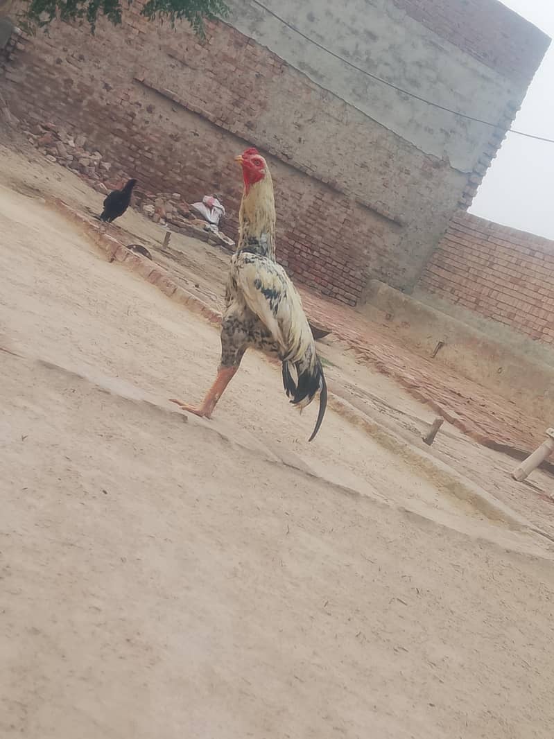 chena patha 1