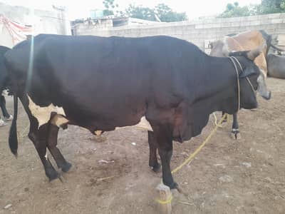 Qurbani 2026