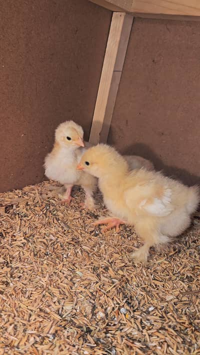 golden buff chicks