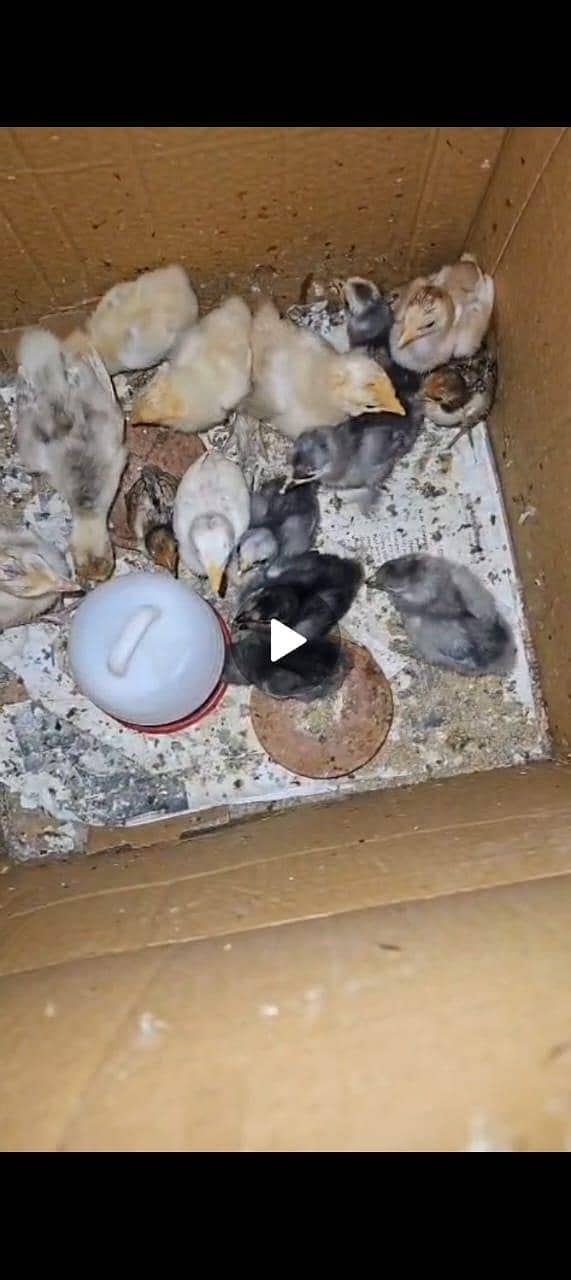 golden buff chicks 1