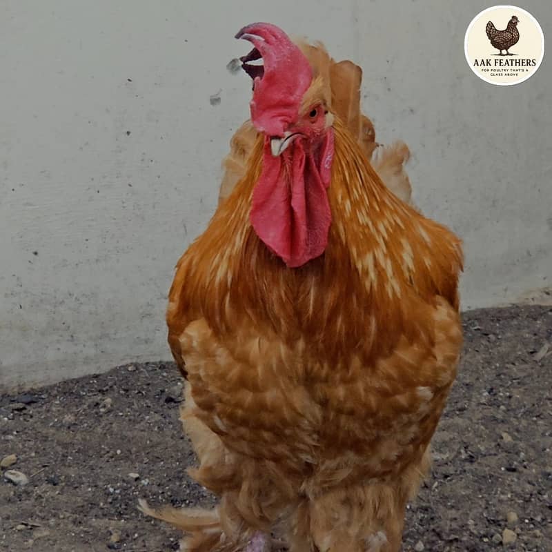 golden buff chicks 2