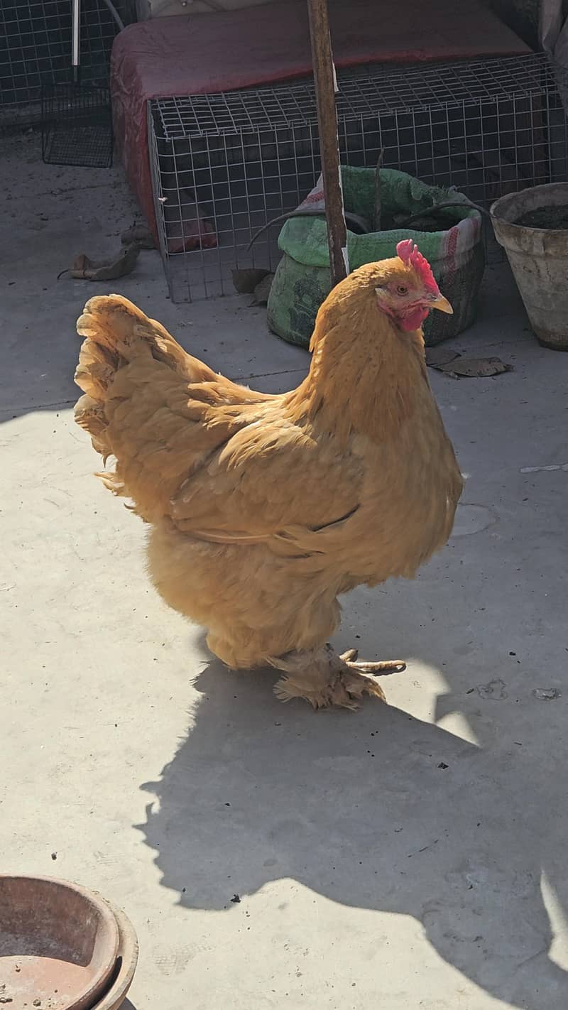 golden buff chicks 4