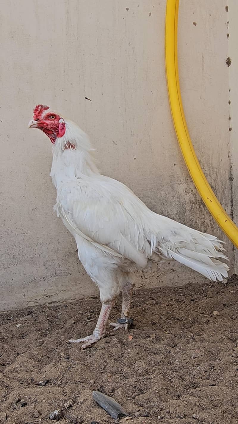 golden buff chicks 5