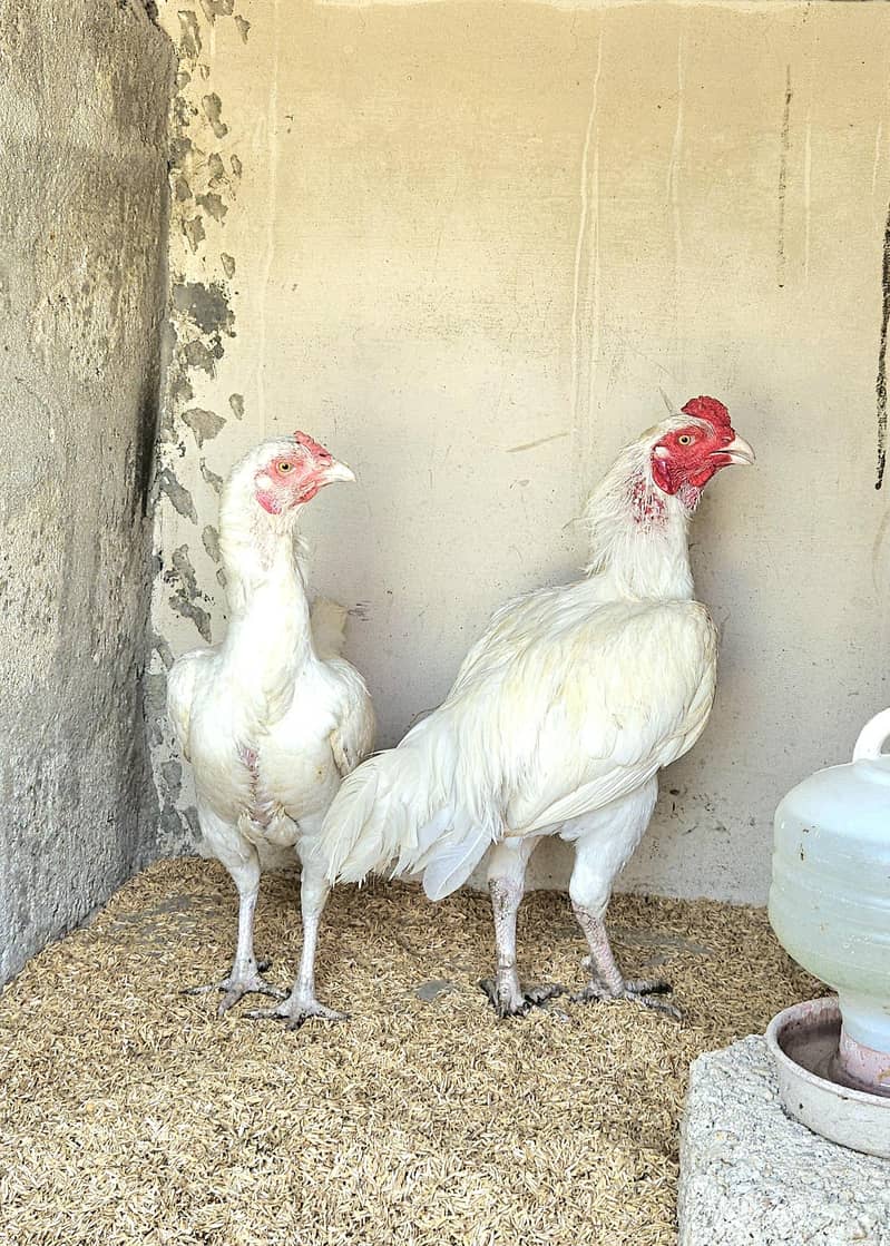 golden buff chicks 6