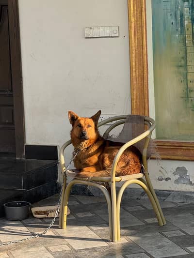 German shepard mix (Alsatian mix) neutered
