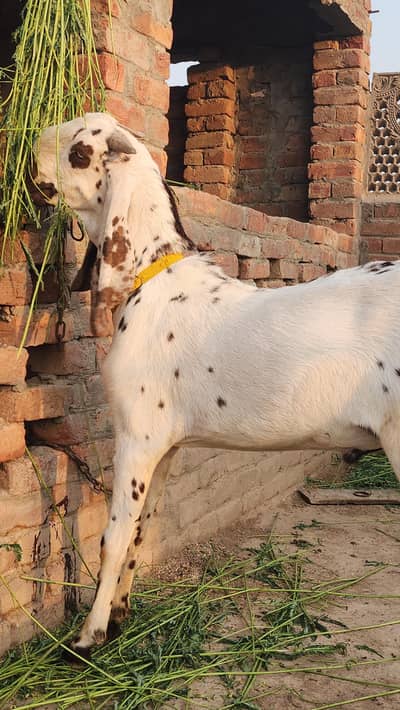 Makhi chena bakra /male/ goat/bakra/bakri