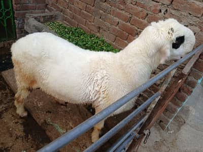 Heavey weight Dumba and Mundra Pair (kajla, chatra)