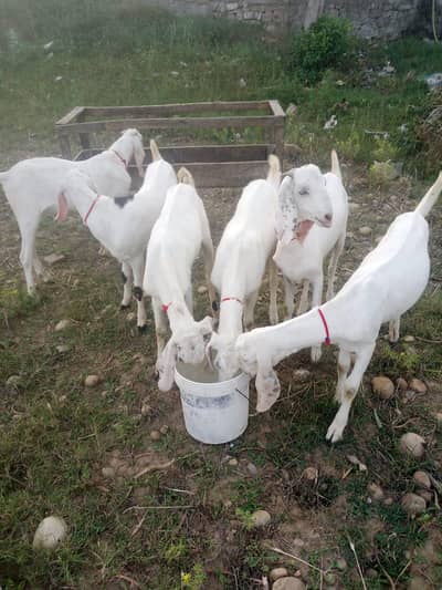 rajan pori goats baqri