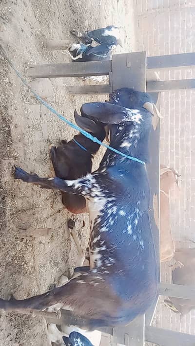 Qurbani wala janwar 2 Dant bakra 60,000