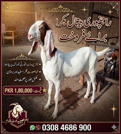 بکرا عید کے لیے خوبصورت جانور