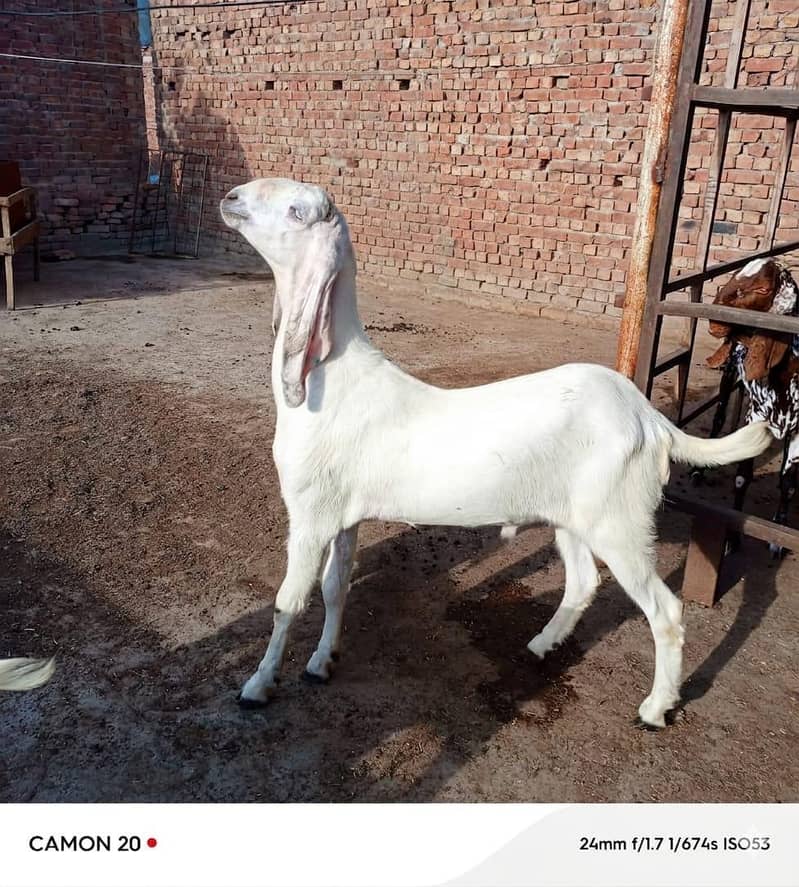بکرا عید کے لیے خوبصورت جانور 1