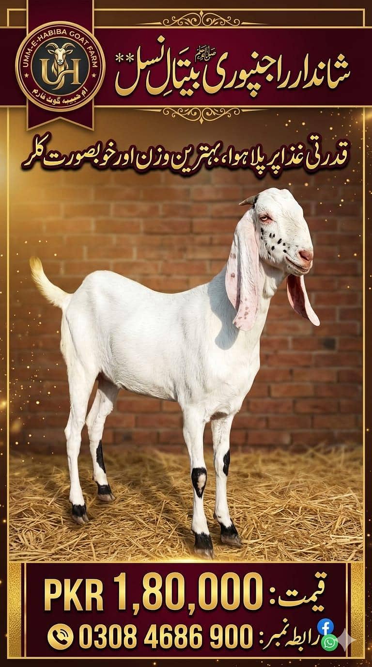 بکرا عید کے لیے خوبصورت جانور 2