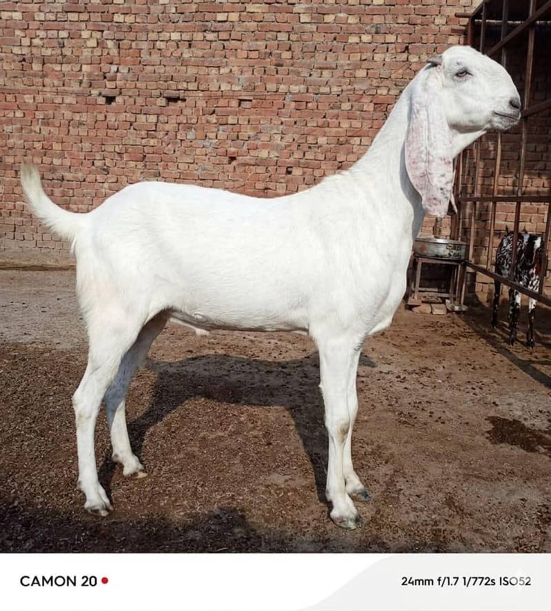بکرا عید کے لیے خوبصورت جانور 3