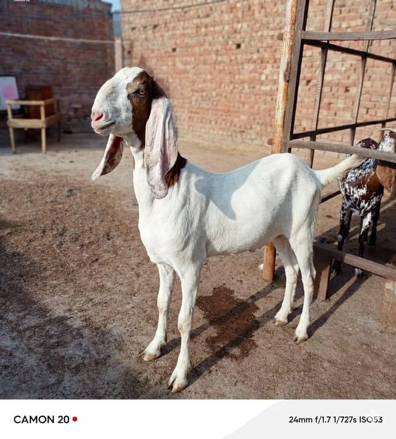 بکرا عید کے لیے خوبصورت جانور 4