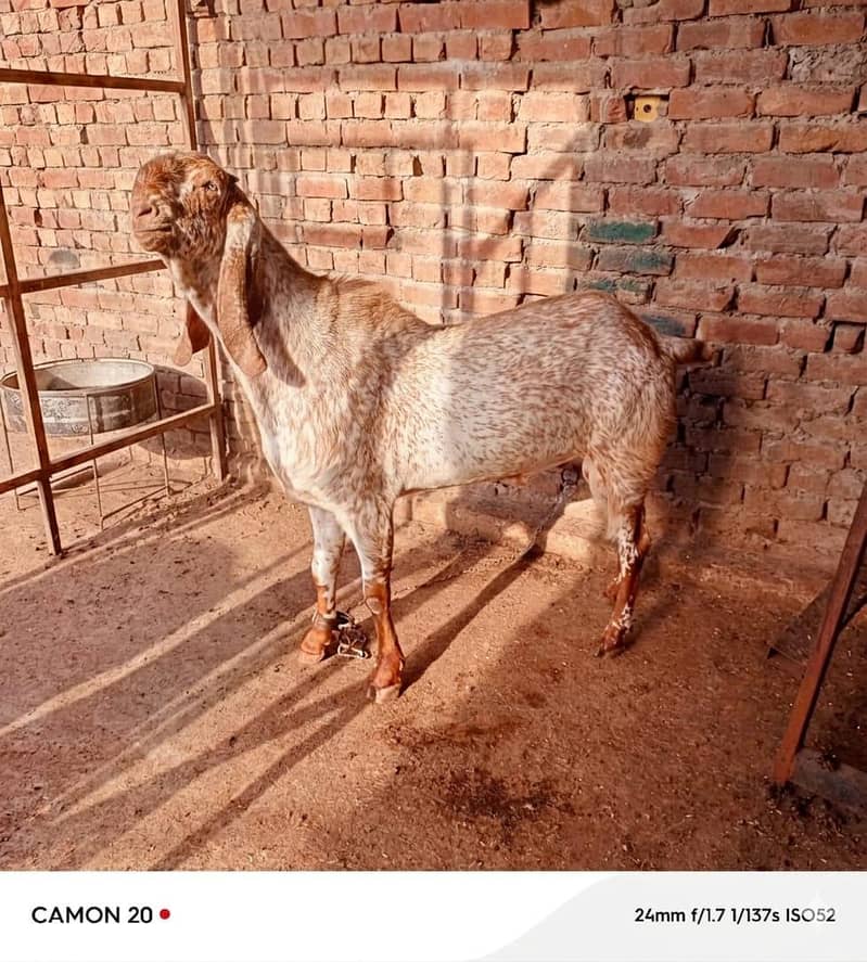 بکرا عید کے لیے خوبصورت جانور 5