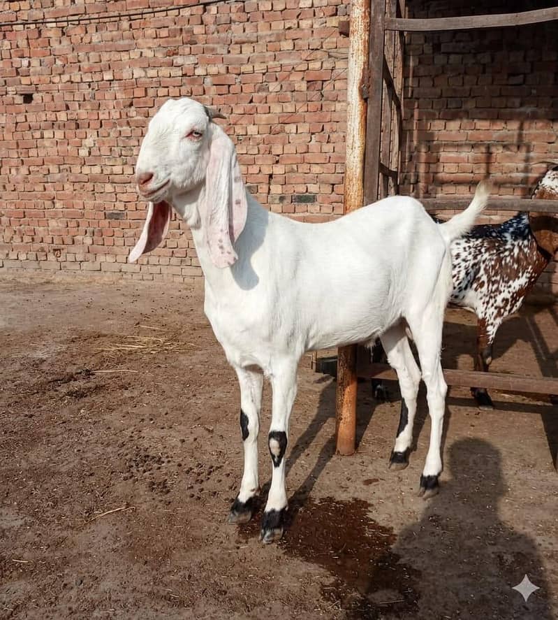 بکرا عید کے لیے خوبصورت جانور 6