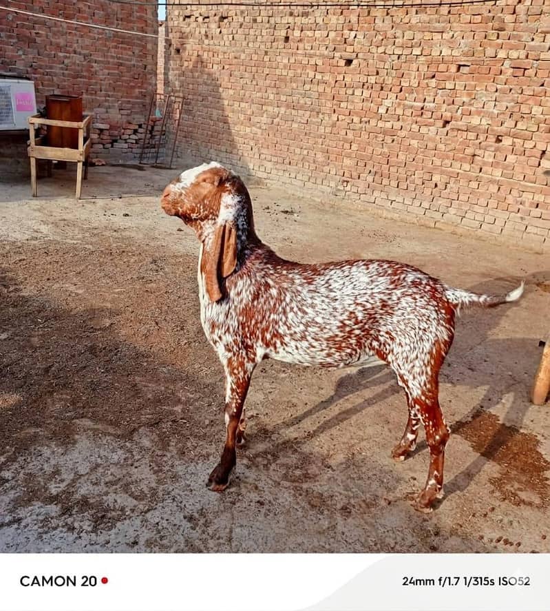 بکرا عید کے لیے خوبصورت جانور 7