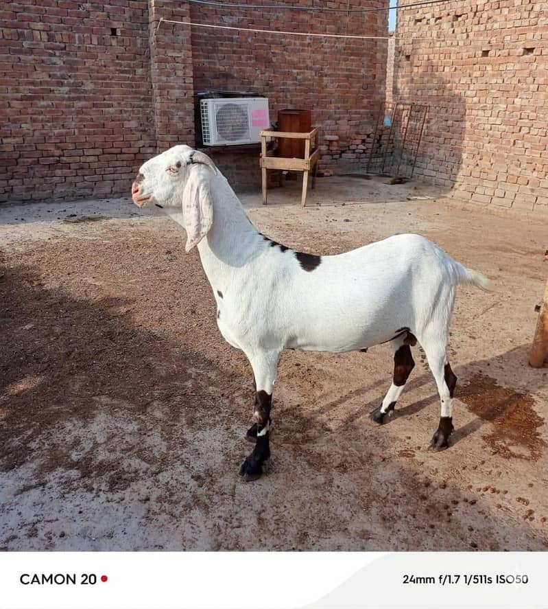 بکرا عید کے لیے خوبصورت جانور 8