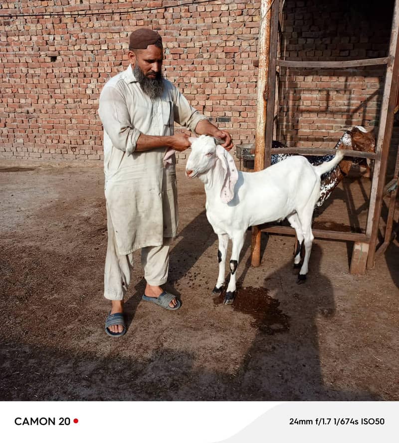 بکرا عید کے لیے خوبصورت جانور 9