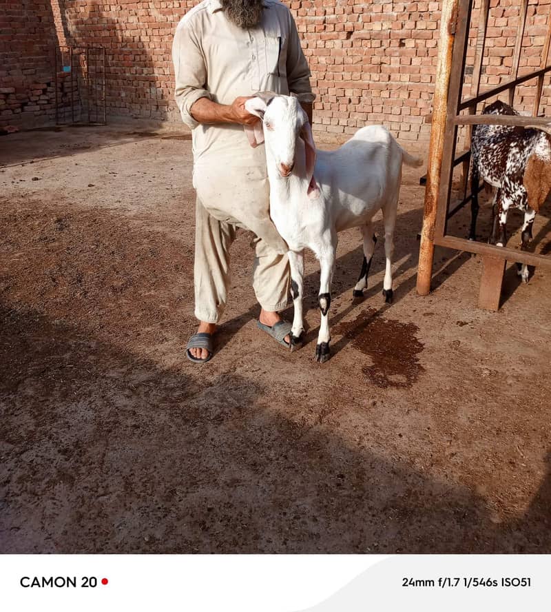 بکرا عید کے لیے خوبصورت جانور 10
