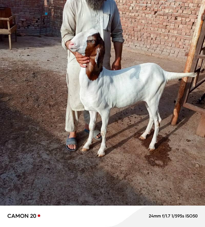 بکرا عید کے لیے خوبصورت جانور 11