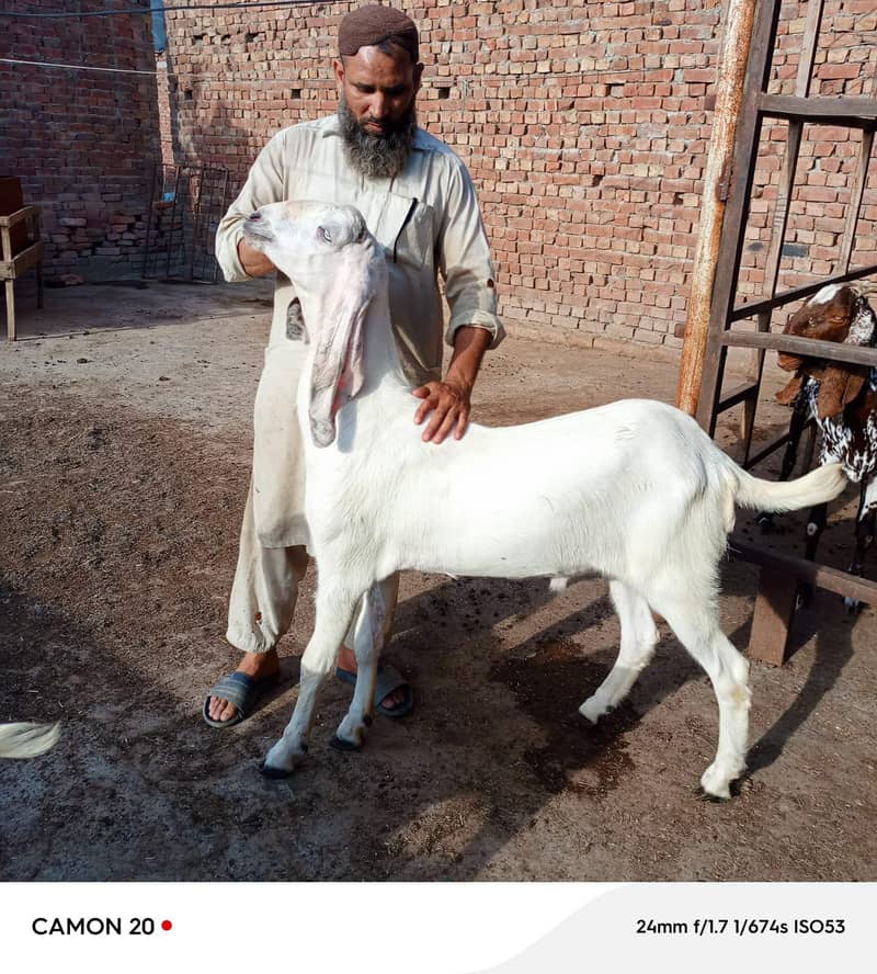بکرا عید کے لیے خوبصورت جانور 12