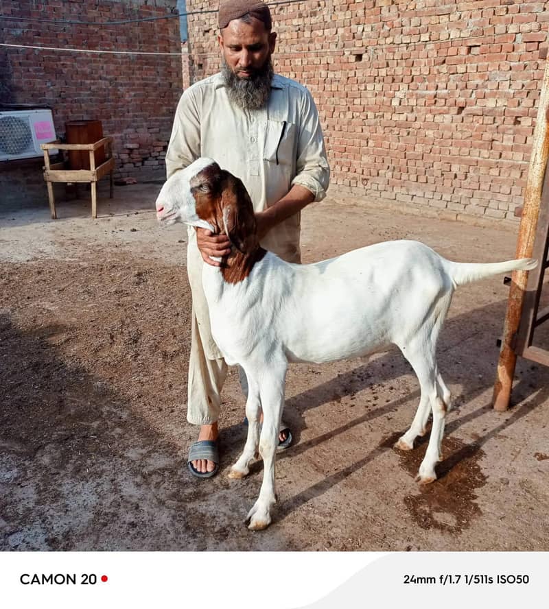 بکرا عید کے لیے خوبصورت جانور 13
