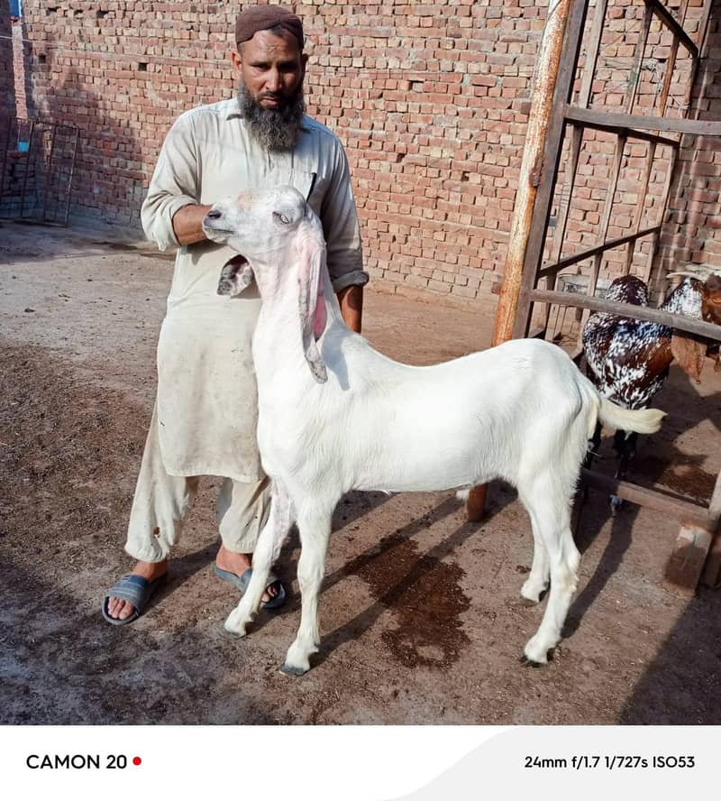 بکرا عید کے لیے خوبصورت جانور 14