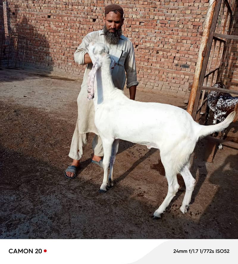 بکرا عید کے لیے خوبصورت جانور 15