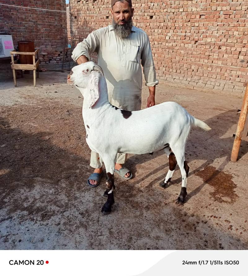 بکرا عید کے لیے خوبصورت جانور 16