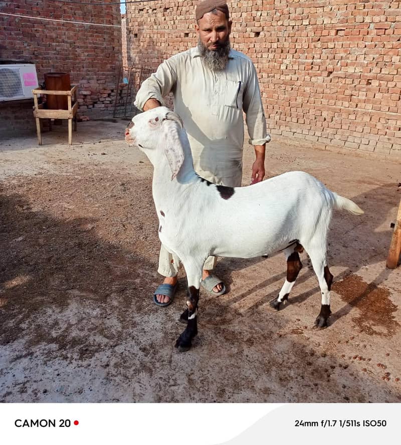 بکرا عید کے لیے خوبصورت جانور 17