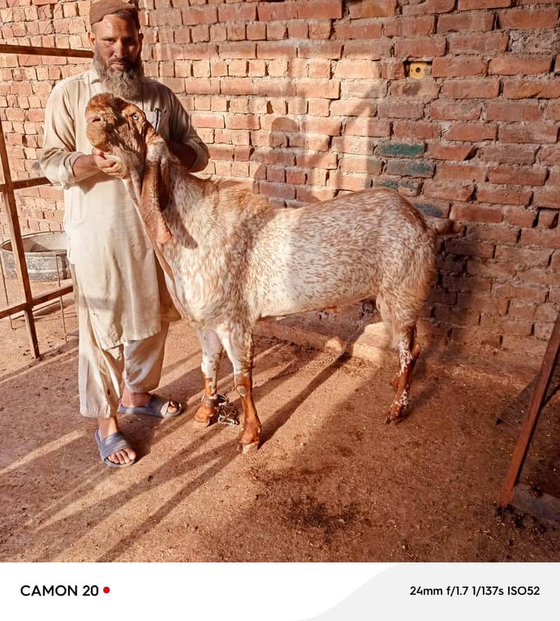 بکرا عید کے لیے خوبصورت جانور 18
