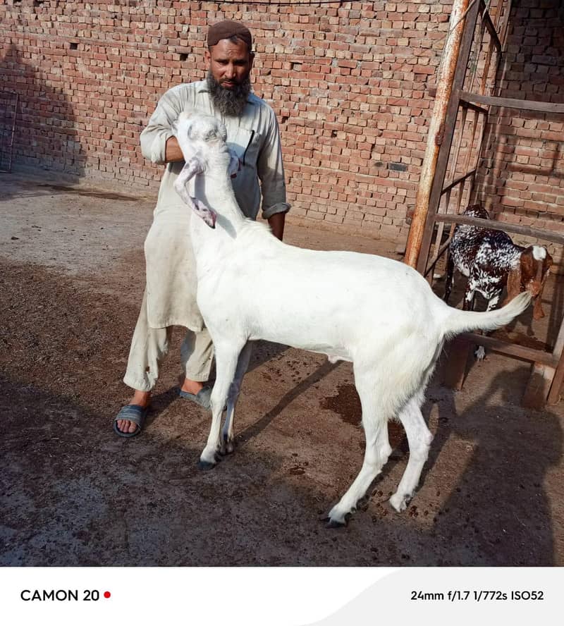 بکرا عید کے لیے خوبصورت جانور 19