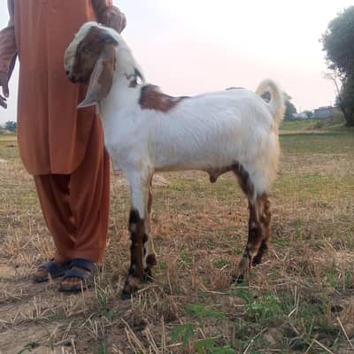 دو دانت بکرا برائے فروخت گھر کا