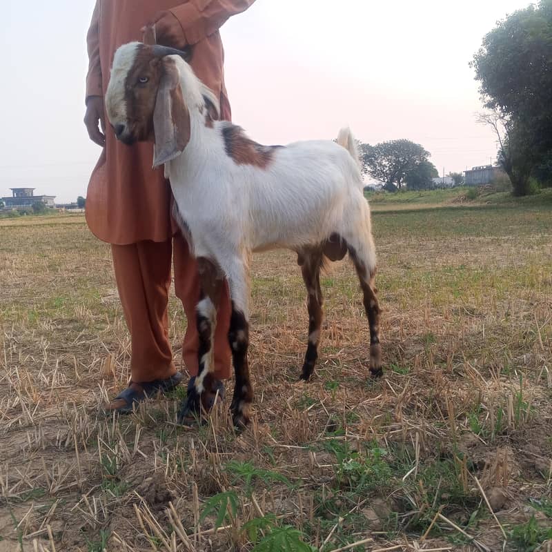 دو دانت بکرا برائے فروخت گھر کا 1