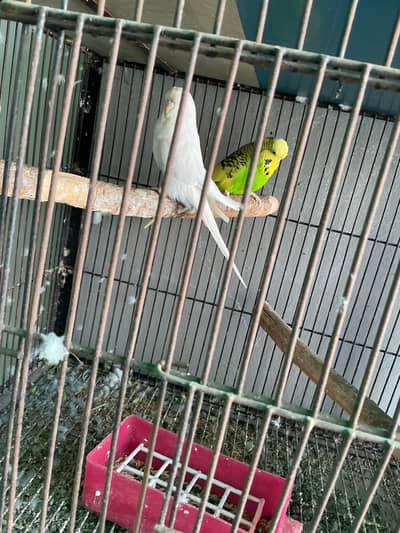 Exhibition bredr pair