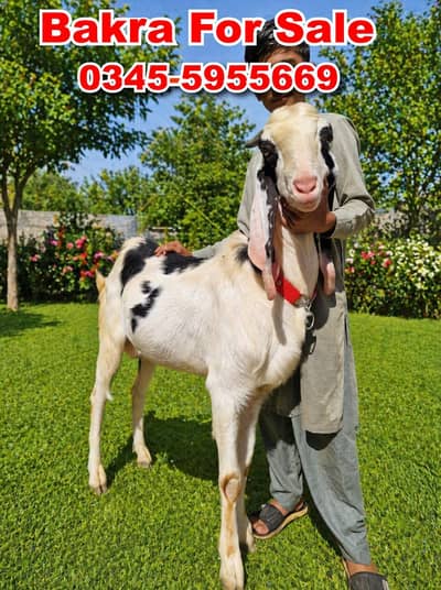 Sheep for sale