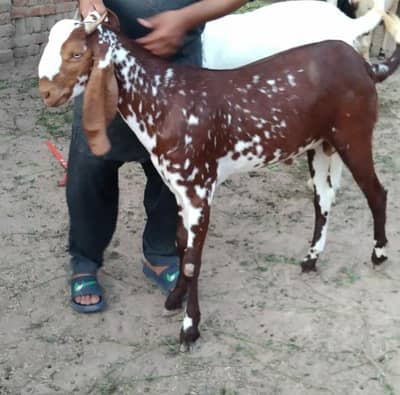 2 dant qurbani k leye bakra