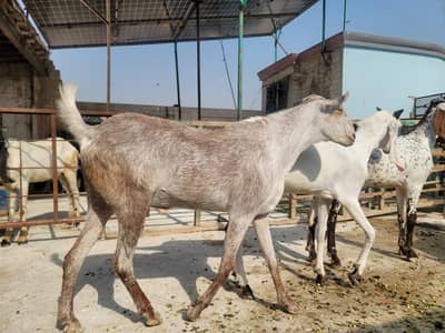 Goats  0300 7190868