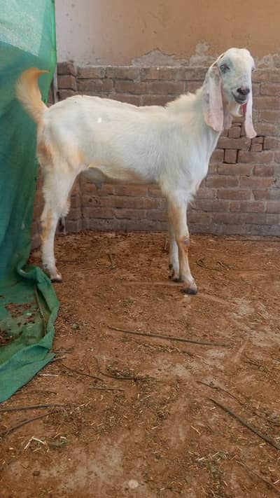 2 dant qurbani k lye.