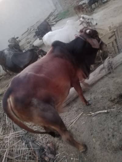 bachra qurbani