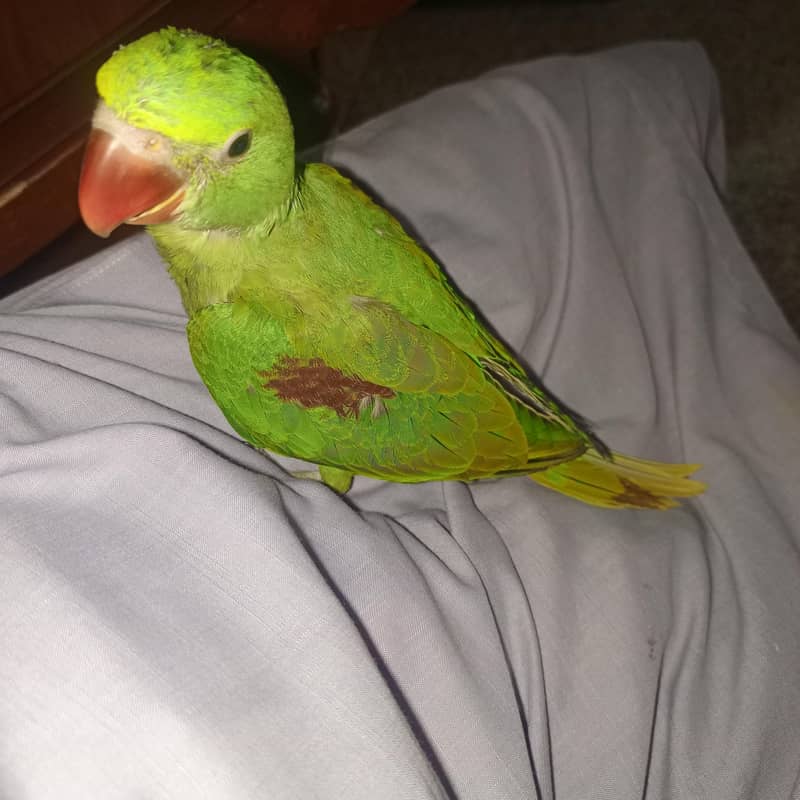 Raw Parrot. 0