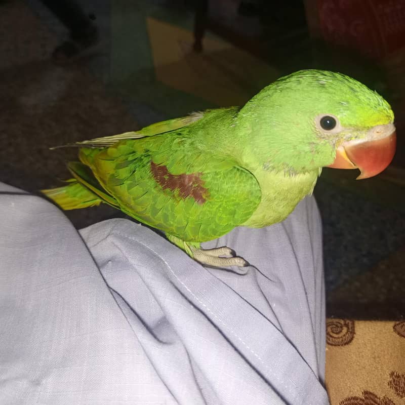 Raw Parrot. 1